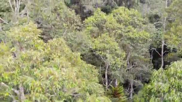 Vista Estetica Drone Alberi Verdi Tropicali Nella Foresta Pluviale Malese — Video Stock