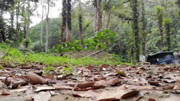 Úžasný Pohled Suché Listí Krásné Cestě Tropickém Lese — Stock video