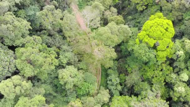 Vista Volo Uccello Del Verde Degli Alberi Nella Foresta Gombak — Video Stock