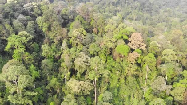 Pohled Ptačí Perspektivy Zeleň Tropickém Lese Posun Vpřed — Stock video