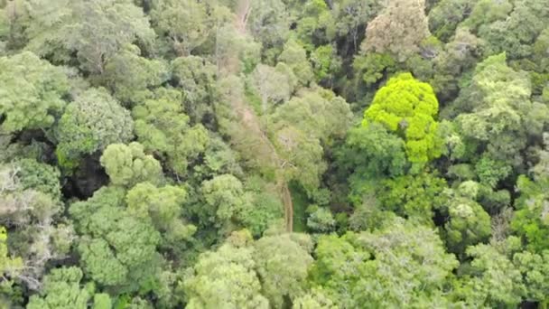 Vista Panorâmica Das Florestas Tropciais Ricas Vegetação Avançar — Vídeo de Stock