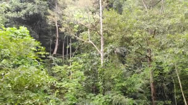 Vista Aérea Deslumbrante Uma Floresta Verde Tropical Selvagem Aventureira — Vídeo de Stock