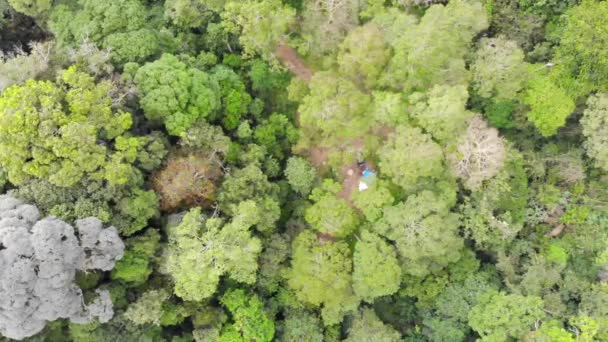 Florida Vista Drone Grappoli Alberi Vivaci Ricchi Verde — Video Stock