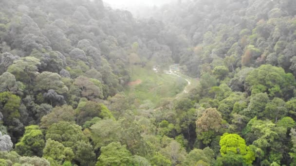 Vista Aerea Tropicale Del Verde Nella Foresta Sempreverde Malese — Video Stock