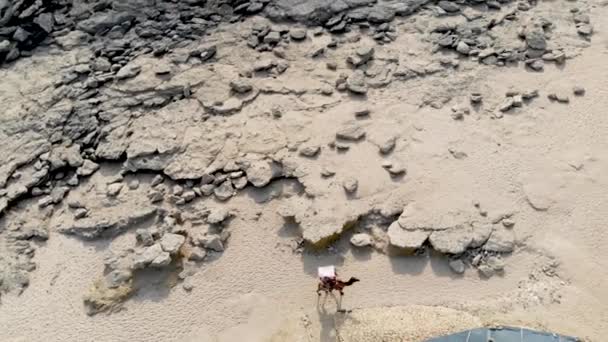 Luftaufnahme Von Kamelen Die Tagsüber Felsigen Meeresufer Spazieren — Stockvideo