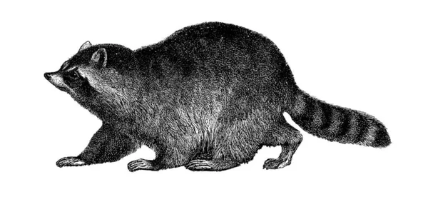 Antique Illustration Raccoon Medium Sized Mammal Native North America Published — Stock fotografie