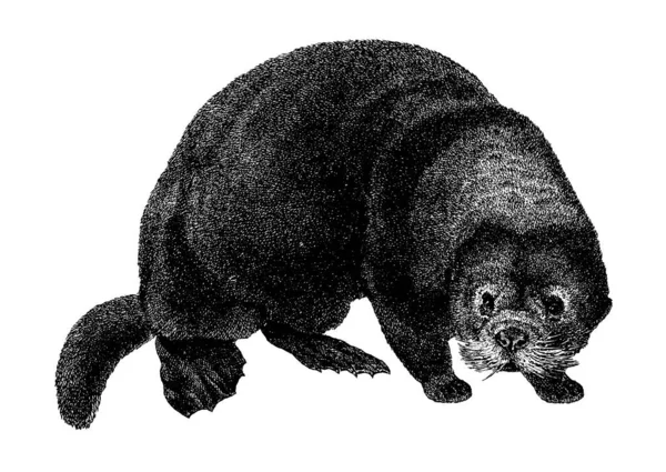 Antique Illustration Sea Otter Marine Mammal Native Coasts North Pacific — Stock fotografie