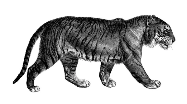 Antique Illustration Tiger Largest Cat Species Published Systematische Bilder Gallerie — Stock fotografie