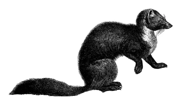 Antique Illustration European Pine Marten Animal Belonging Weasel Family Published — Foto de Stock
