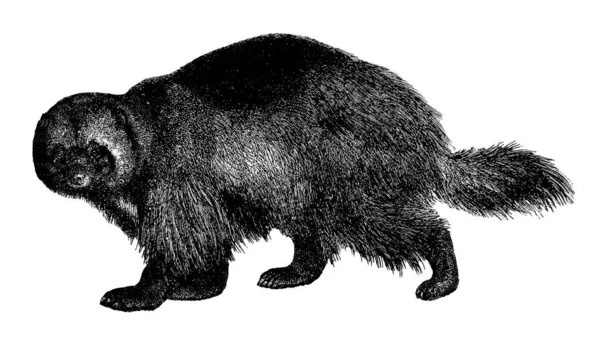 Antique Illustration Wolverine Largest Land Dwelling Species Weasel Family Published — Foto de Stock
