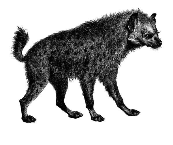 Antique Illustration Hyena Hunter Similar Canines Published Systematische Bilder Gallerie — Stock fotografie