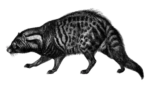 Antique Illustration Malabar Large Spotted Civet Small Mostly Nocturnal Mammal — Fotografia de Stock
