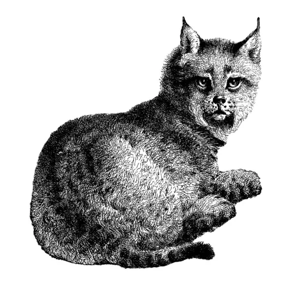 Antique Illustration Lynx Medium Sized Wild Cat Published Systematische Bilder — Fotografia de Stock