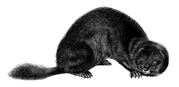 Antique illustration of a mink, semi-aquatic mammal. Published in Systematische Bilder-Gallerie, Karlsruhe und Freiburg (1839).