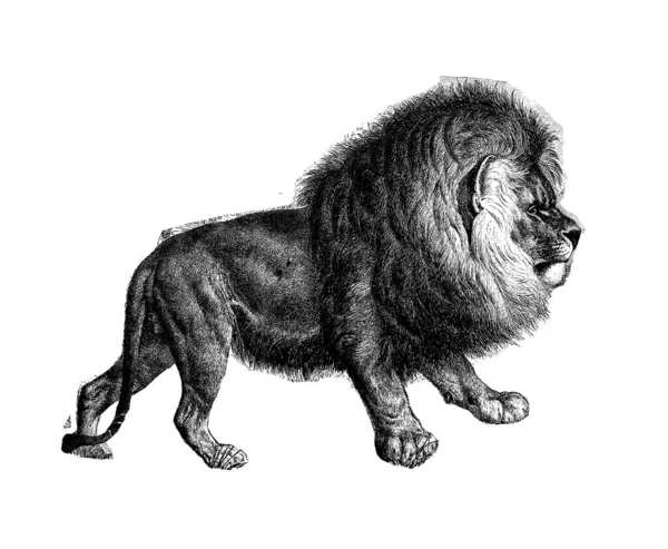 Antique Illustration Lion Second Largest Living Cat Tiger Published Systematische — Foto de Stock