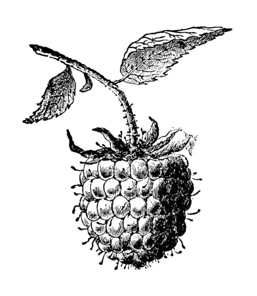 Antique illustration of guinea pigs and white mice. 