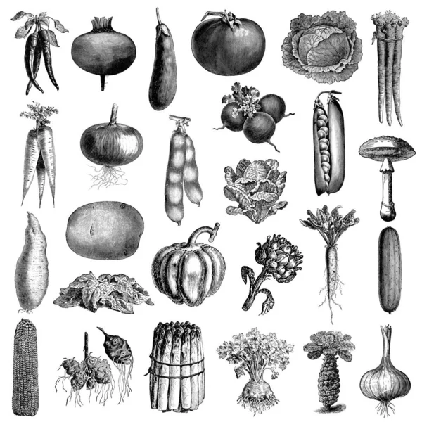 Vegetable Illustrations Published Systematischer Bilder Atlas Zum Conversations Lexikon Ikonographische — Stock Photo, Image