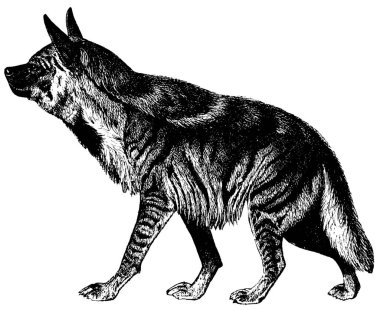 Antique engraving of a spotted hyena (isolated on white). Published in Systematischer Bilder-Atlas zum Conversations-Lexikon, Ikonographische Encyklopaedie der Wissenschaften und Kuenste (Brockhaus, Leipzig) in 1844. 