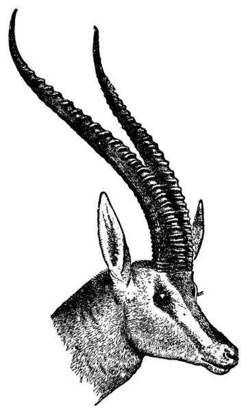 Antique Engraving Antelope Head Isolated White Published Systematischer Bilder Atlas — Zdjęcie stockowe