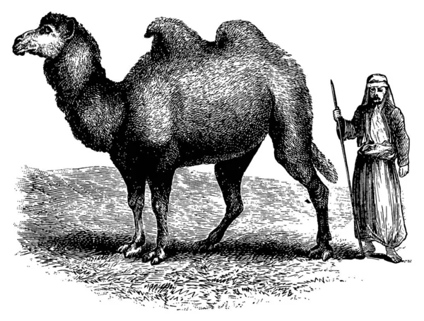 Antique 19th-century illustration of a Bactrian camel (isolated on white). Published in Systematischer Bilder-Atlas zum Conversations-Lexikon, Ikonographische Encyklopaedie der Wissenschaften und Kuenste (Brockhaus, Leipzig) in 1844.