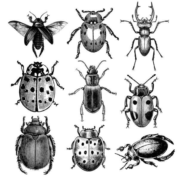 Antique Engraving Set Beetles Illustration Published Systematischer Bilder Atlas Zum — ストック写真