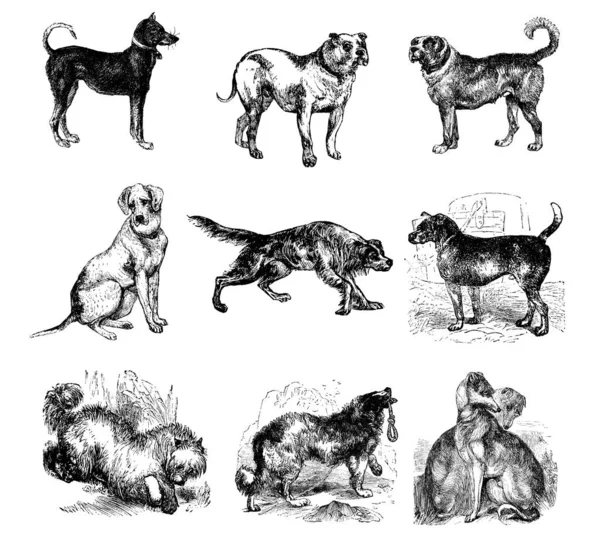 Antique Engraving Collection Nine Dog Illustrations Left Right Black Tan — Stock Photo, Image