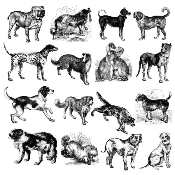 Antique Illustration Mix Dog Engravings — Stock fotografie