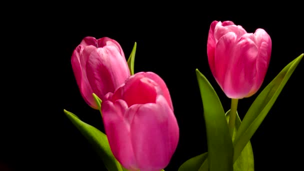 Egy Három Tulipánból Álló Csokor Fekete Alapon Forog — Stock videók
