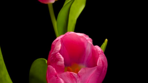 Bukiet Trzech Tulipanów Obraca Się Czarnym Tle — Wideo stockowe