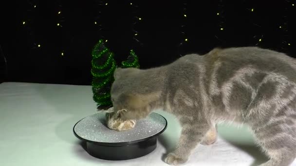 Kitten Παίζει Ένα Μικρό Χριστουγεννιάτικο Δέντρο Φόντο Μια Γιρλάντα Αναβοσβήνει — Αρχείο Βίντεο