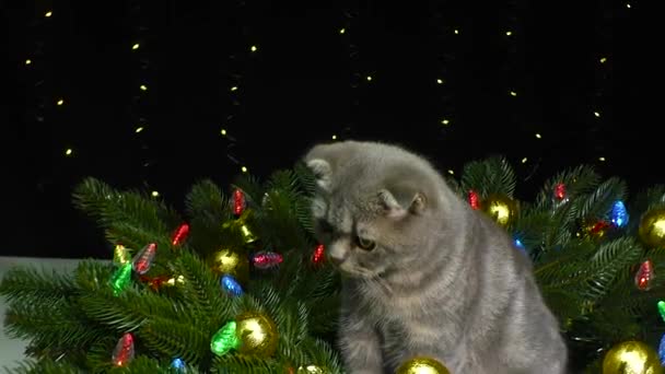 Gray Kitten Surrounded Christmas Decorated Tree Branches — Stock Video