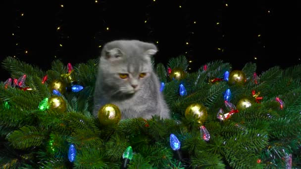 Kitten Κάθεται Περιβάλλεται Από Κλαδιά Χριστουγεννιάτικο Δέντρο Διακοσμημένα Γιρλάντες — Αρχείο Βίντεο