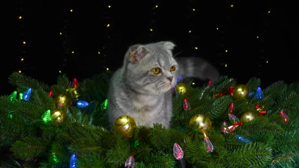 一只小猫坐在一个闪烁着光芒的花环的背景下 四周是装饰着圣诞树枝的圣诞树 — 图库视频影像