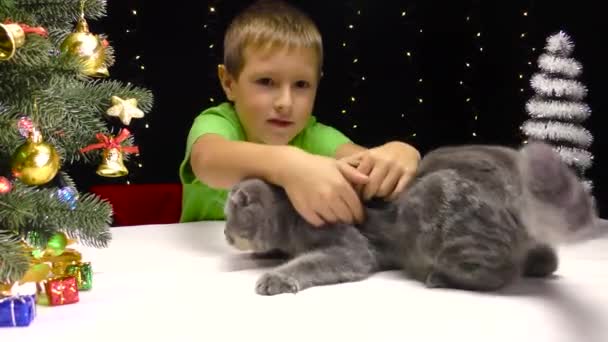 Ένα Αγοράκι Παίζει Μια Γάτα Κοντά Στο Δέντρο Της Πρωτοχρονιάς — Αρχείο Βίντεο