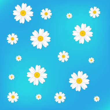 Beyaz papatya çiçekleri. Düz yaz papatya çiçekleri mavi arka planda. Tekrarlama kavramı. Yukarıdan görüntüle