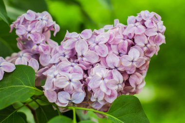 Bahçede büyük mor leylak
