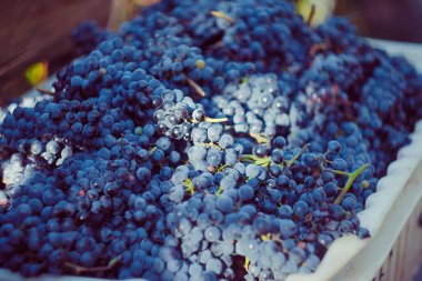 Kutudaki taze üzümler