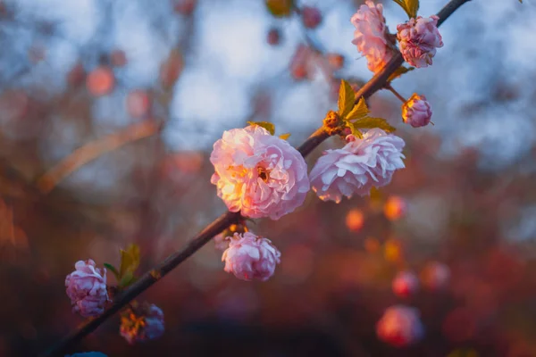 Rosa Sakura Blume Auf Einem Ast — Stockfoto
