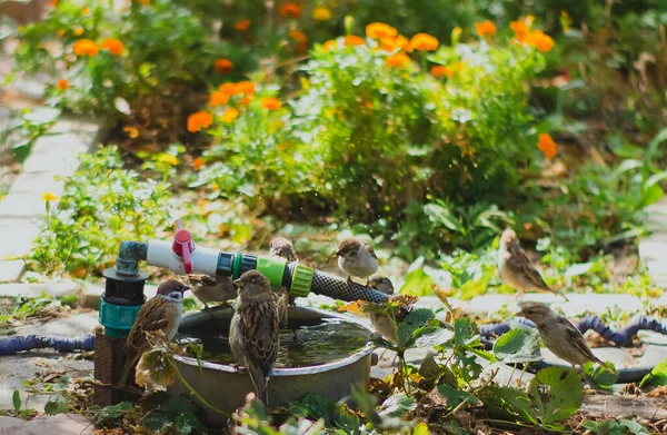 Mnoho Vrabců Pít Vodu Horkém Létě — Stock fotografie