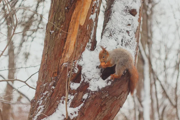 Eichhörnchen Auf Einem Baum Mit Einer Nuss Winter — Stockfoto