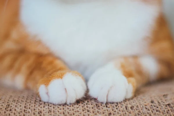 close-up white paws of a red cat