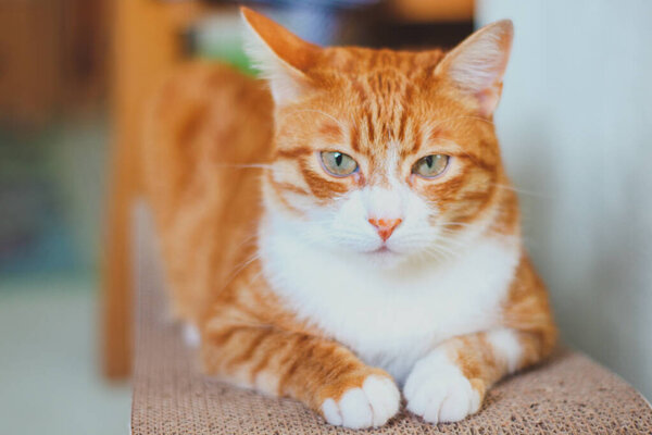 red cat sitting on a couch