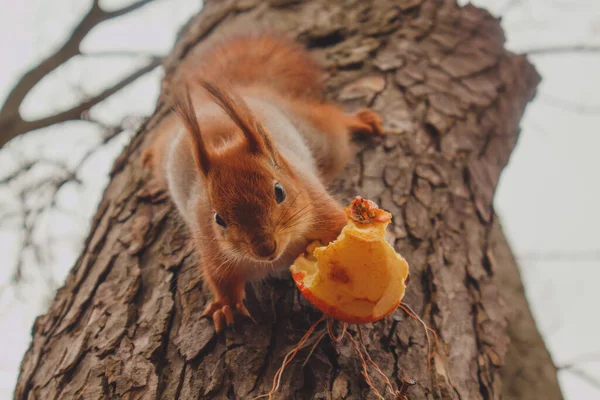 Eichhörnchen Auf Einem Baum Frisst Einen Apfel — Stockfoto