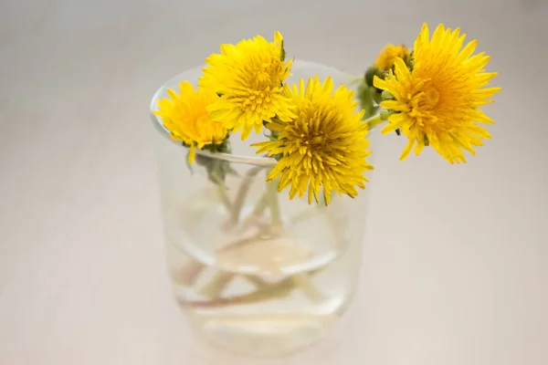 Dandelion in water in a vase, white background