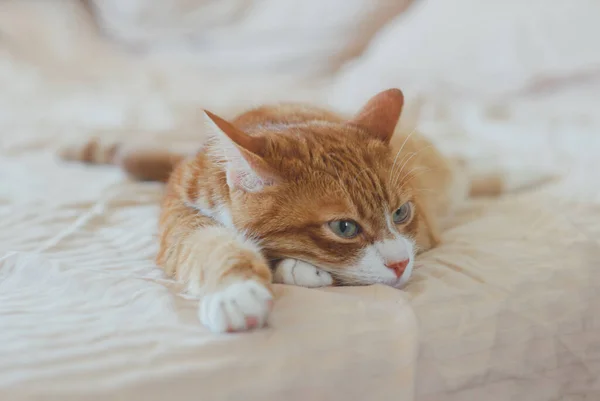 Cute Cat Lying Sofa Home — Stock Photo, Image