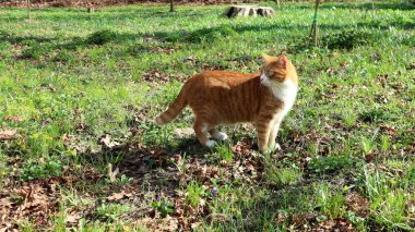 Turuncu ve Beyaz Çizgili Kedi Arka planda Çimen ve Ağaç Damlalarıyla Doğal Bir Açık Alan Gözlemleme       