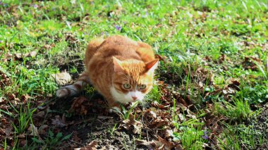 Kızıl kedi dışarıda çimenlerde oturuyor.                              