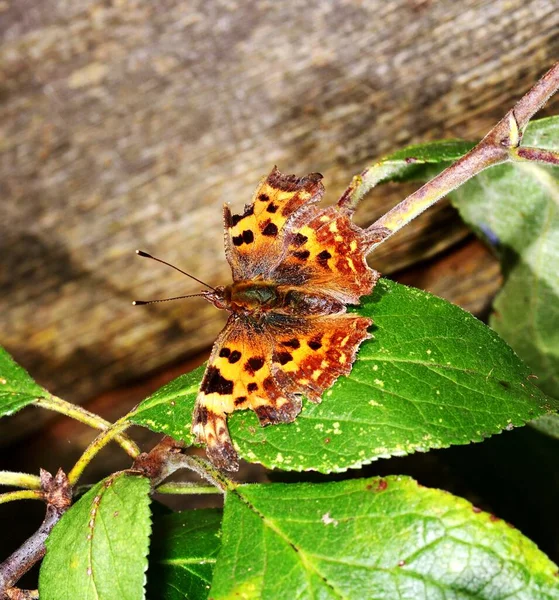 Polygonia Comma Butterfly Plum Leaf — Stock Photo, Image