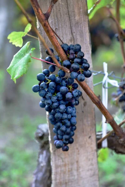 Bunch Red Grapes — Stock Photo, Image