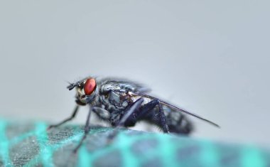 Güneş iliklerine çürümebaşladığında sericata